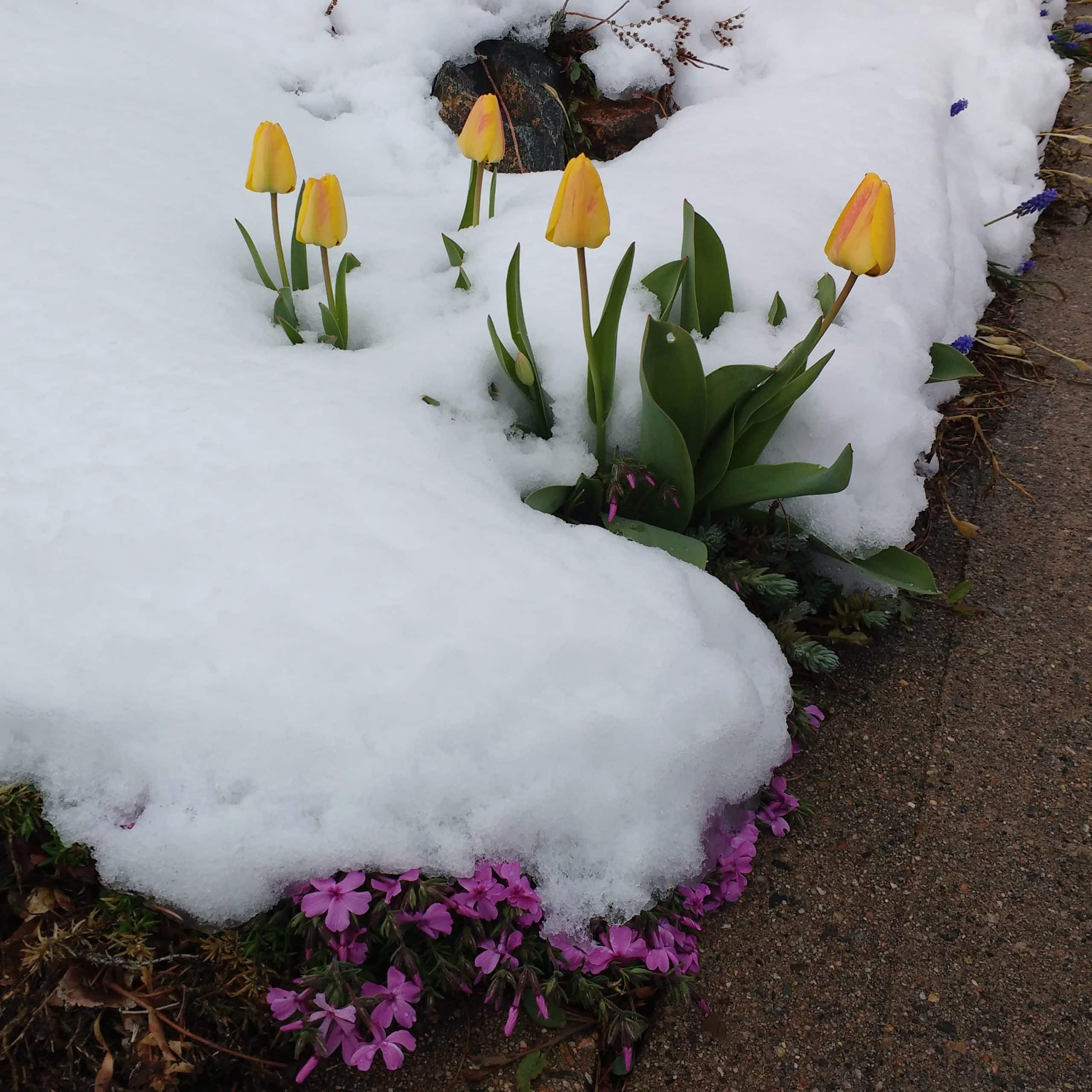 Spring Flowers Covered in Snow Picture